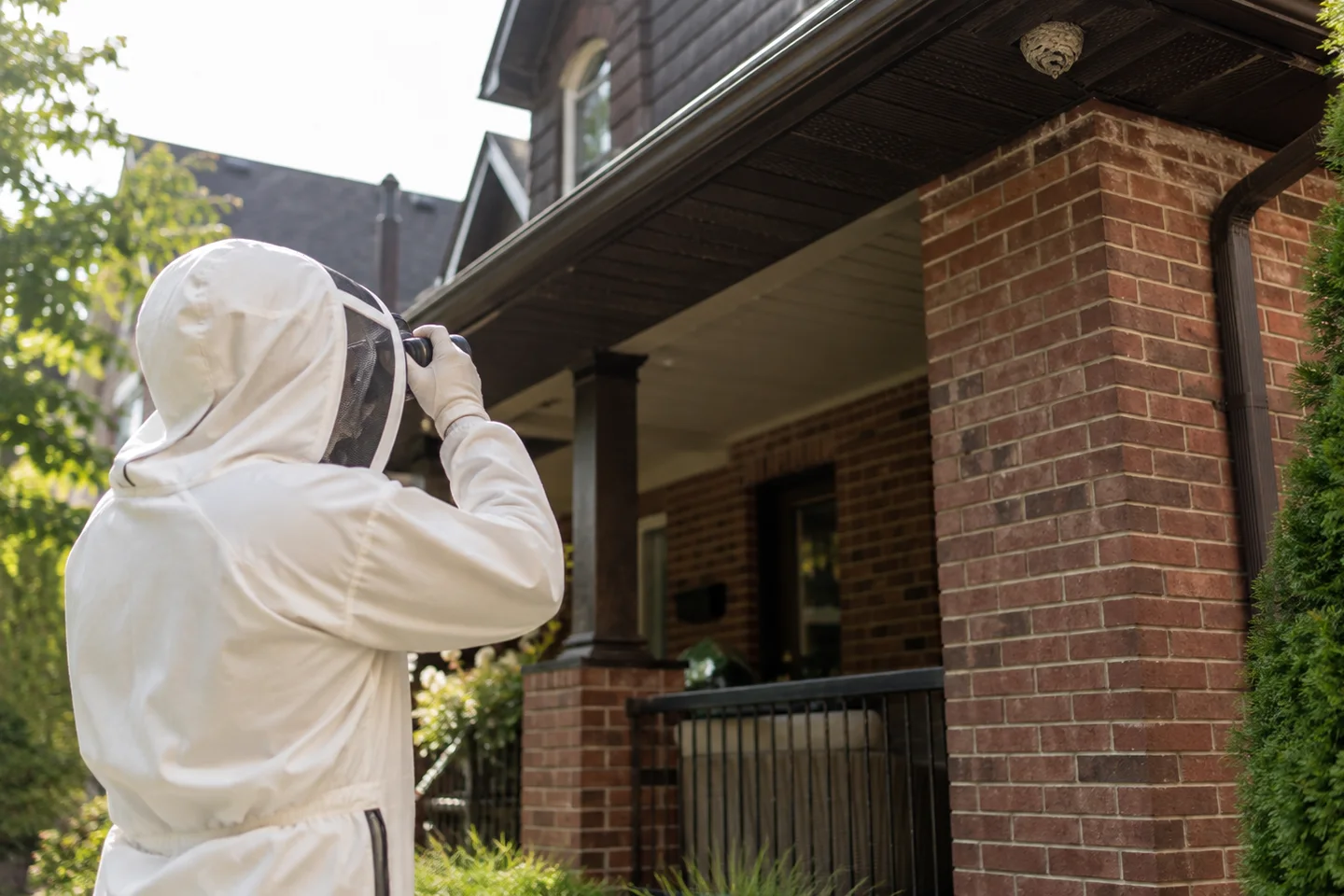 Toronto wasp and hornet nest removal requests start with species, height and access review